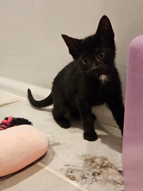 Korn Kitten - Domestic Short Hair