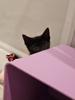 Korn Kitten image 2