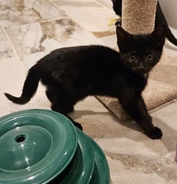 Korn Kitten image 3