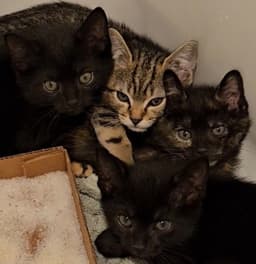 Korn Kitten image 4