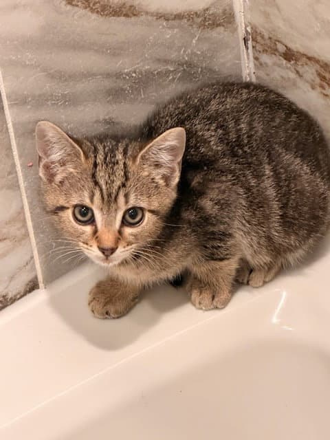 Muse Kitten - Domestic Short Hair