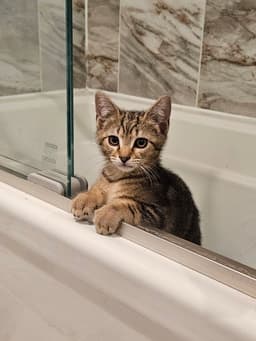 Muse Kitten image 2