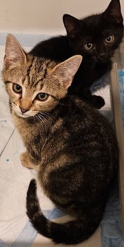 Muse Kitten image 3
