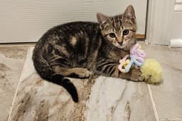 Muse Kitten image 4