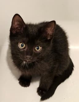 Yungblud Kitten image 1