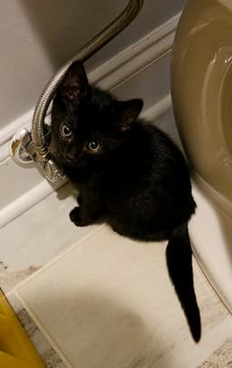 Yungblud Kitten image 2