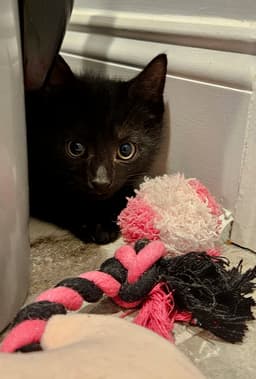 Yungblud Kitten image 3