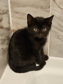 Yungblud Kitten image 4