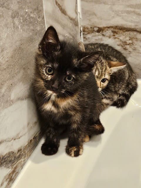 Muse Kitten - Domestic Short Hair