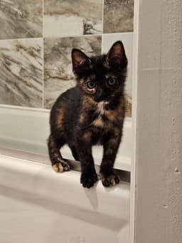 Muse Kitten image 2