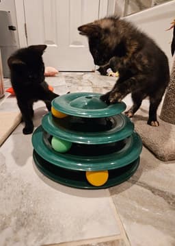 Muse Kitten image 3