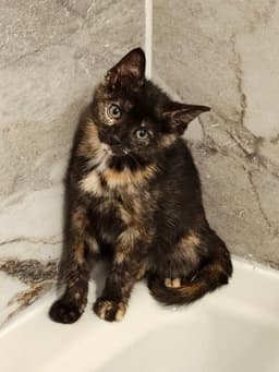 Muse Kitten image 4