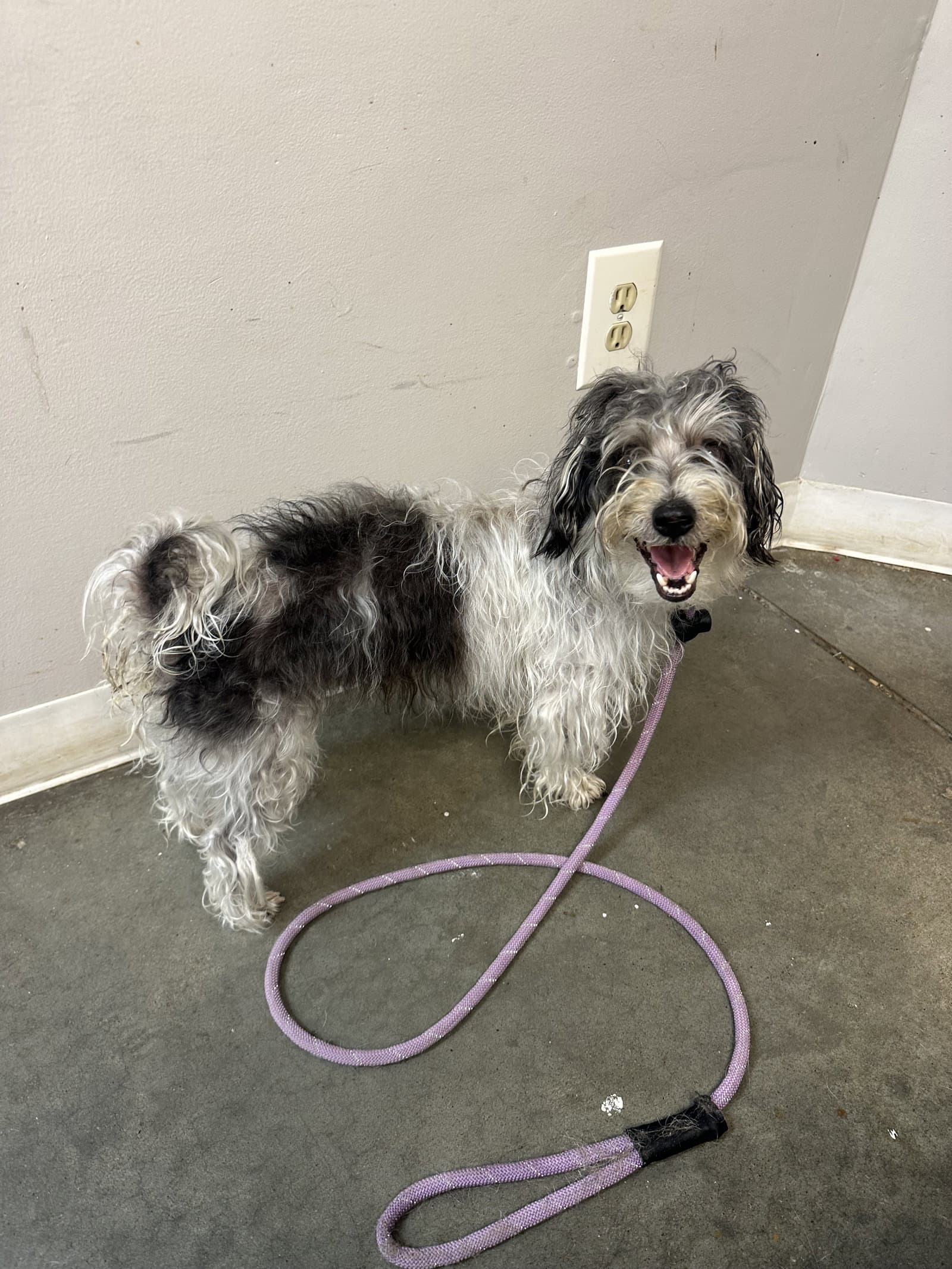Rocky Nj - Poodle (Miniature)