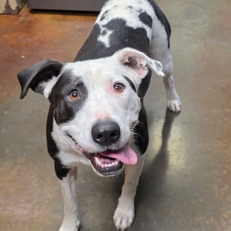 Maddie Girl Louisiana - Pit Bull Terrier