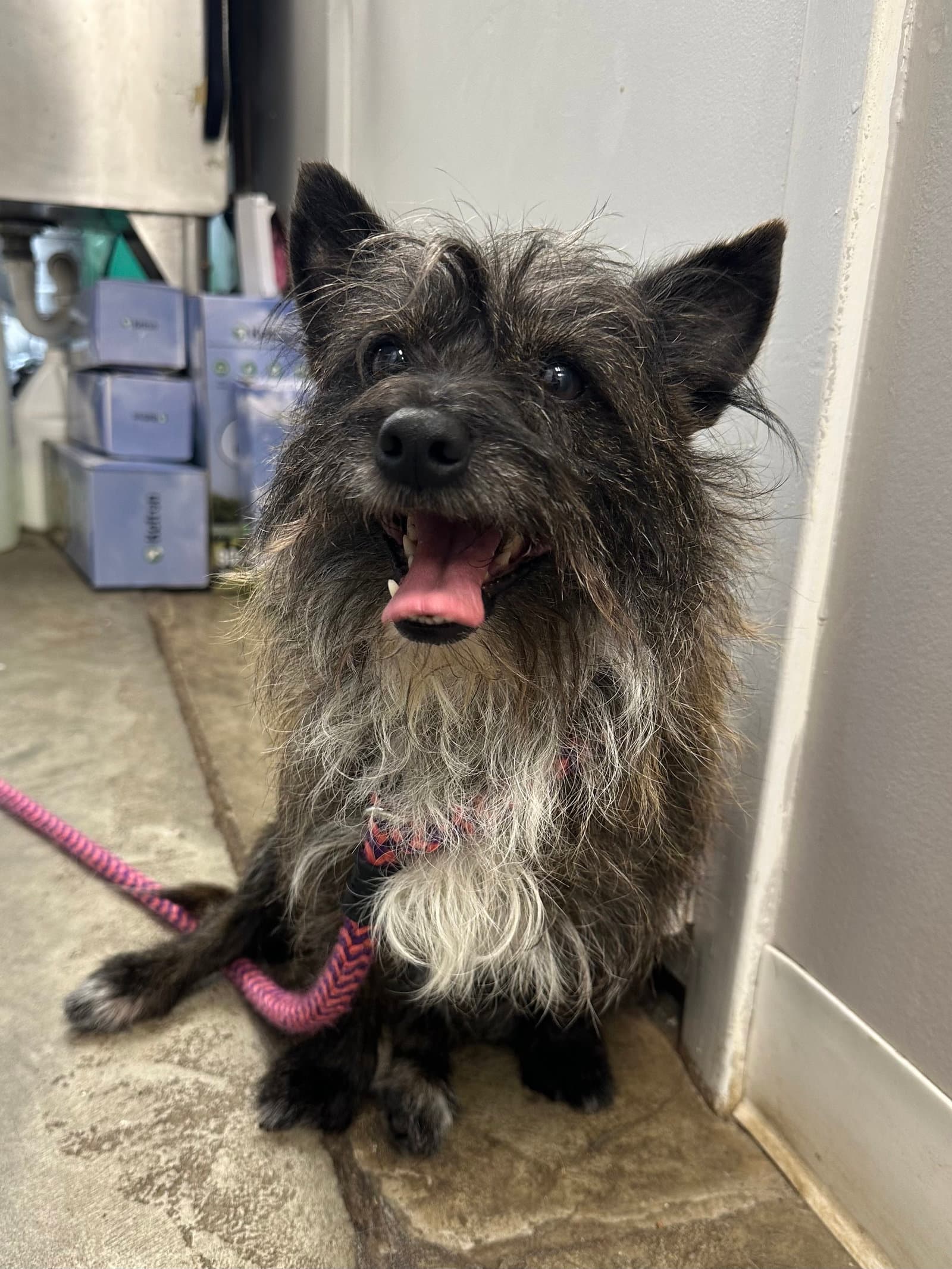 Rocky Balboa Nj - Cairn Terrier