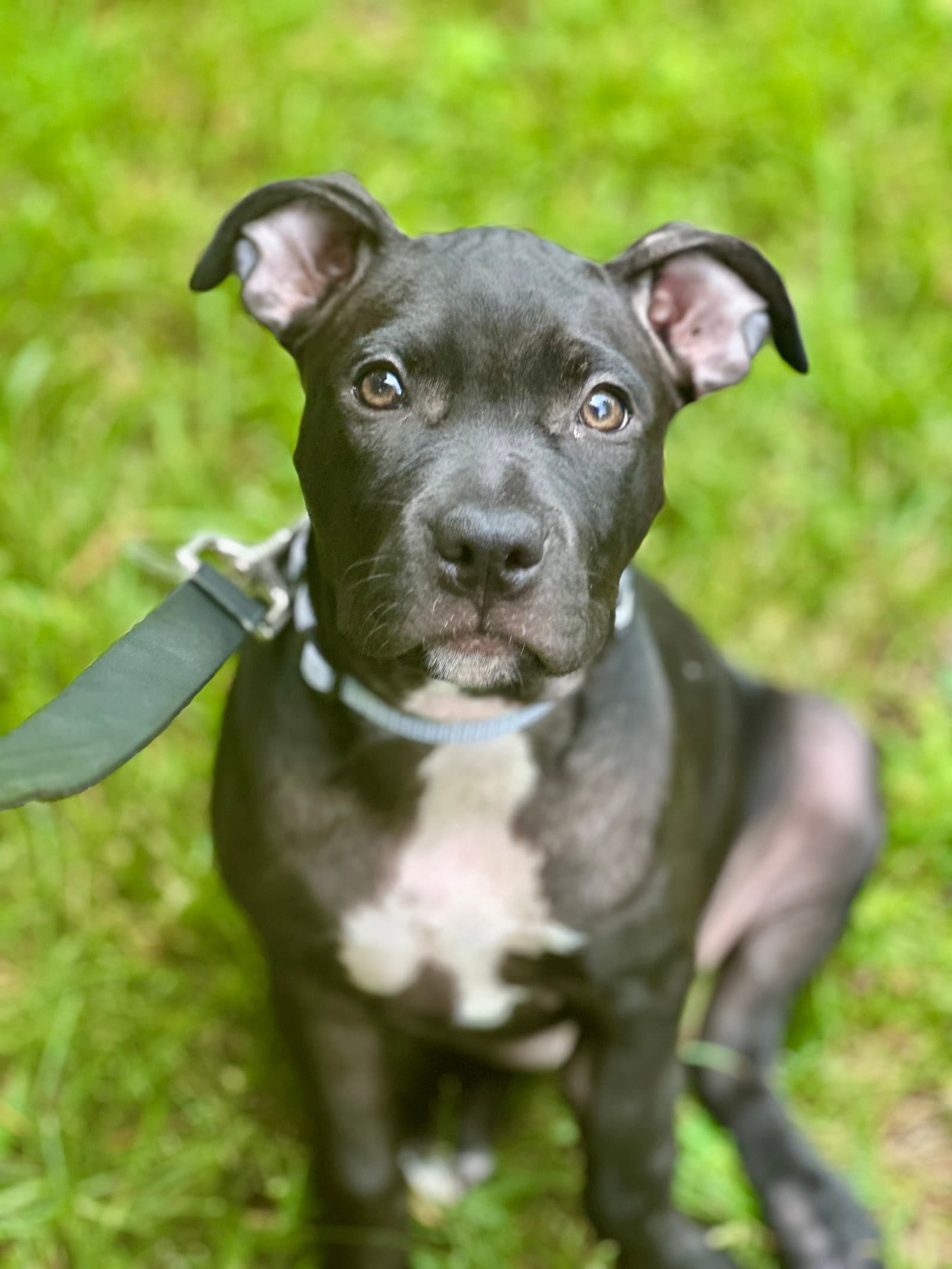 Zoey Nj - American Pit Bull Terrier