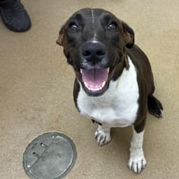 Latte Gch image 1