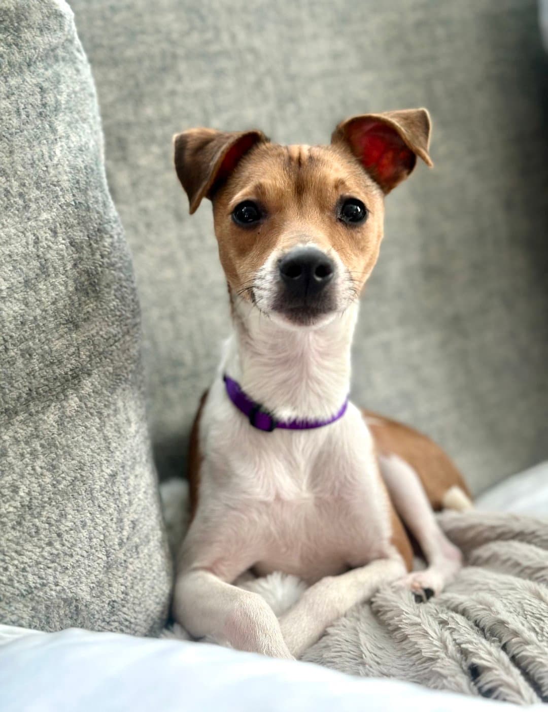 Lima Sussex - Jack Russell Terrier
