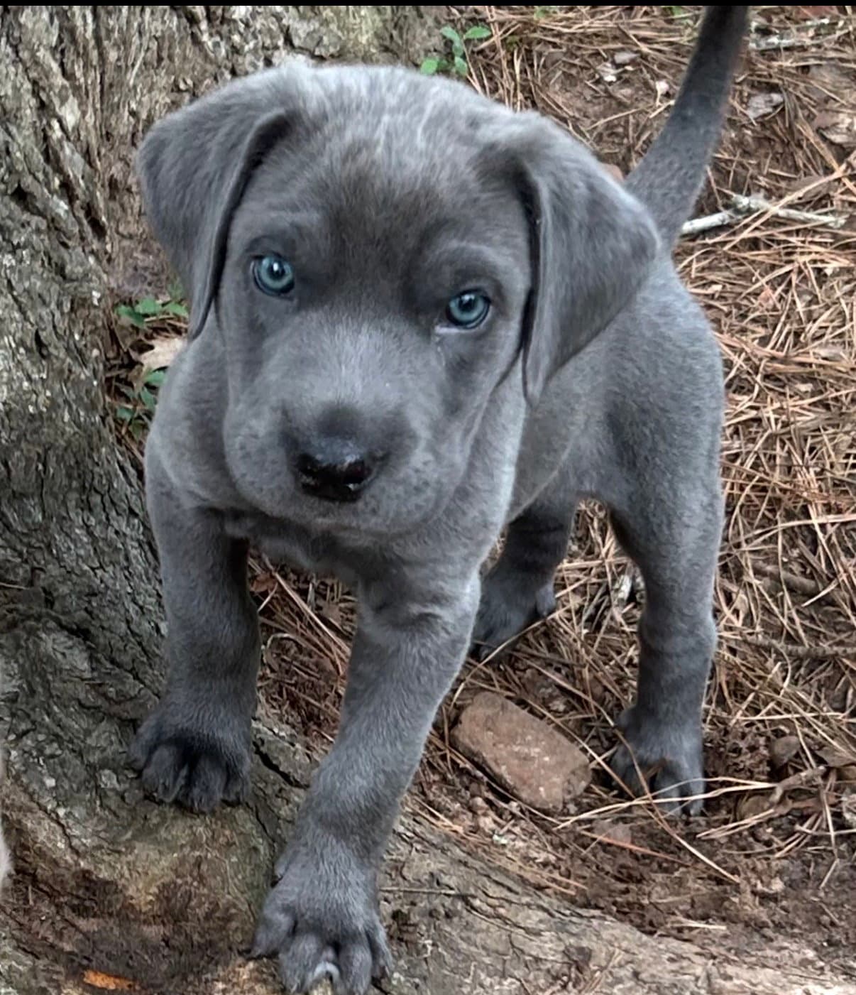 Basil Lonestar - Pit Bull Terrier