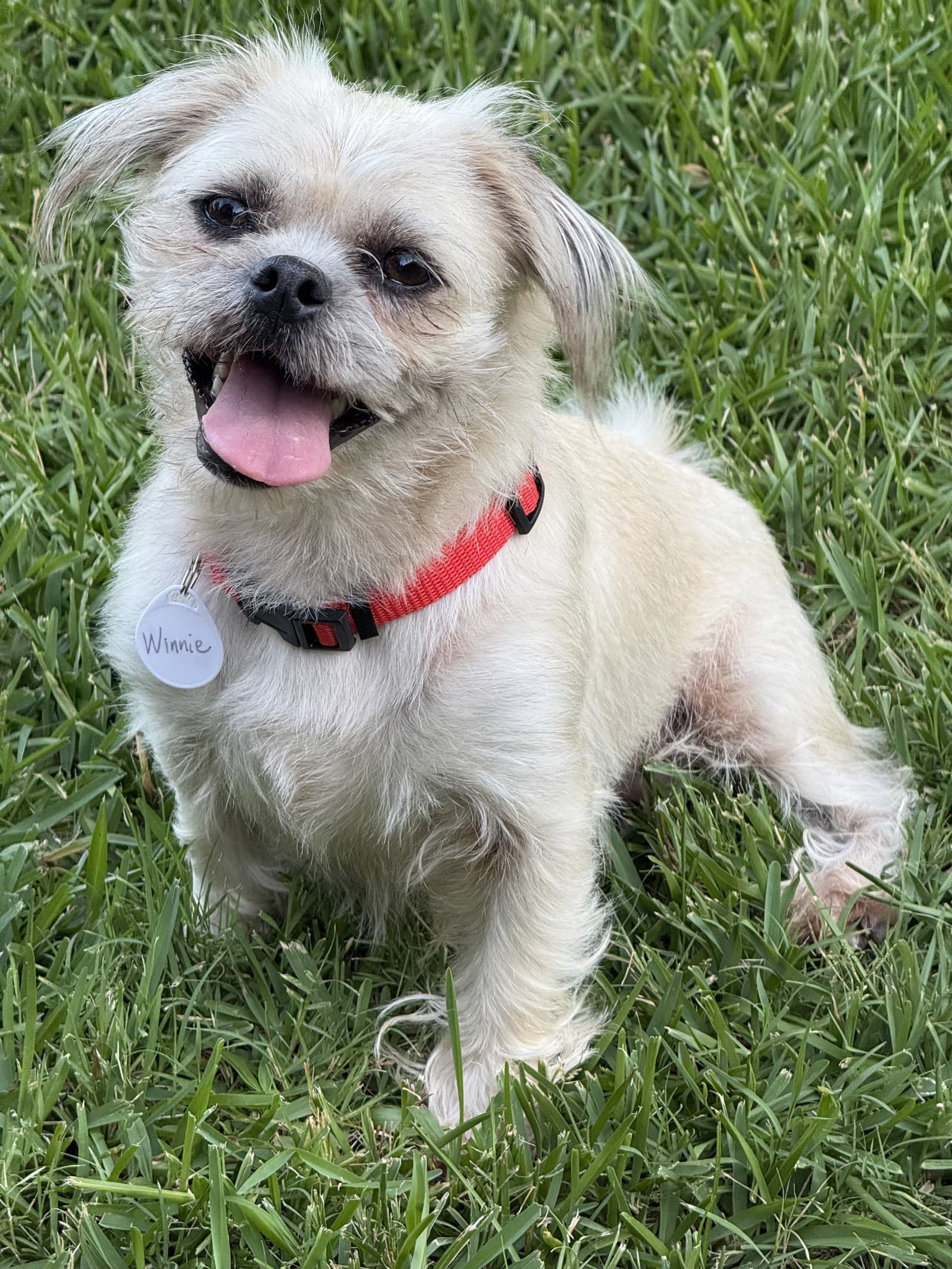 Winnie Lonestar - Pug