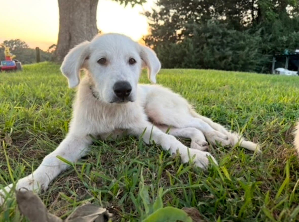Boomer Lonestar - Labrador Retriever