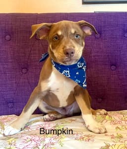 Bumpkin Lonestar image 1
