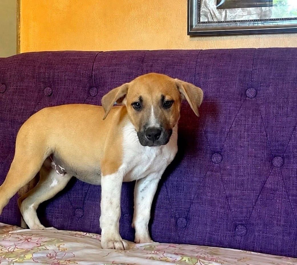 Bloopie Lonestar - Labrador Retriever