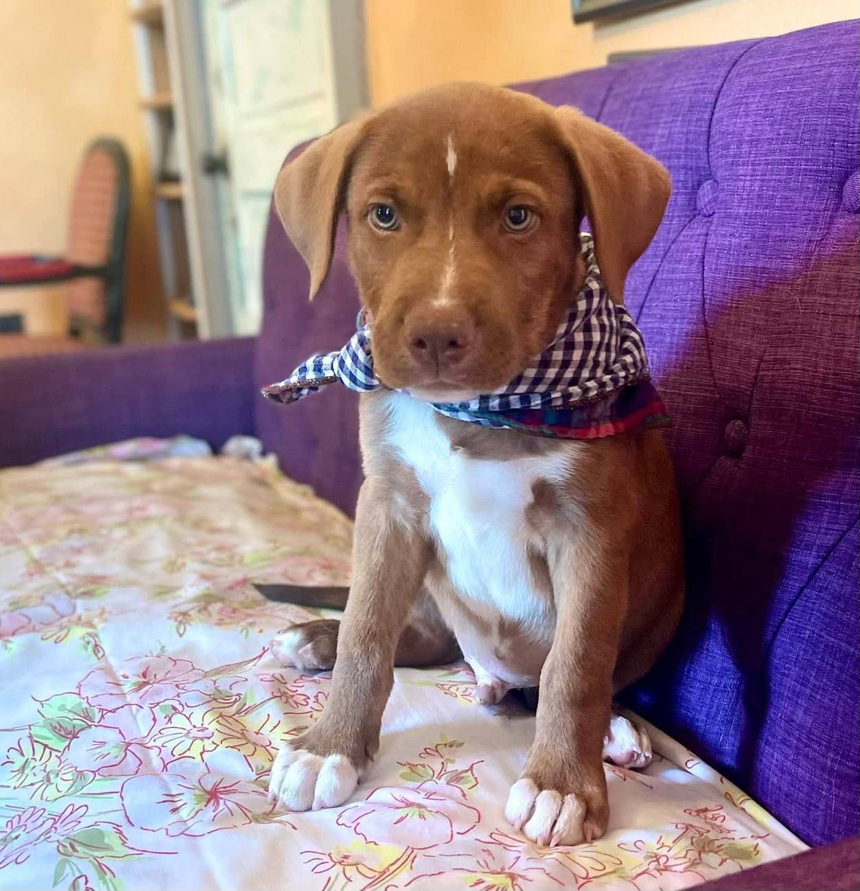 Bumper Lonestar - Labrador Retriever