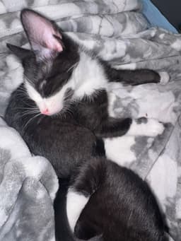 Skye's Victor Kitten image 2