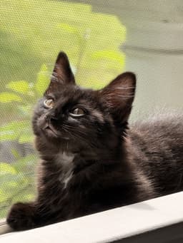 Skye's Jeremy Kitten image 1