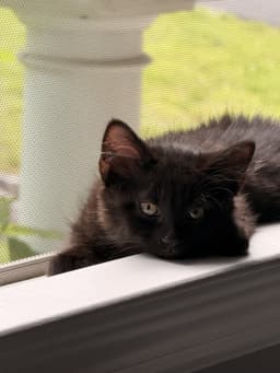 Skye's Reid Kitten image 1