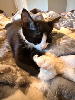 Skye's Cookie Kitten image 1