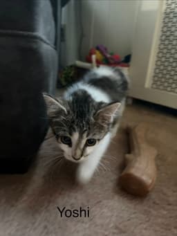 Yoshi Kitten image 2