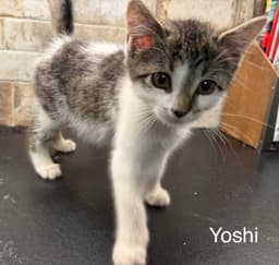 Yoshi Kitten image 3