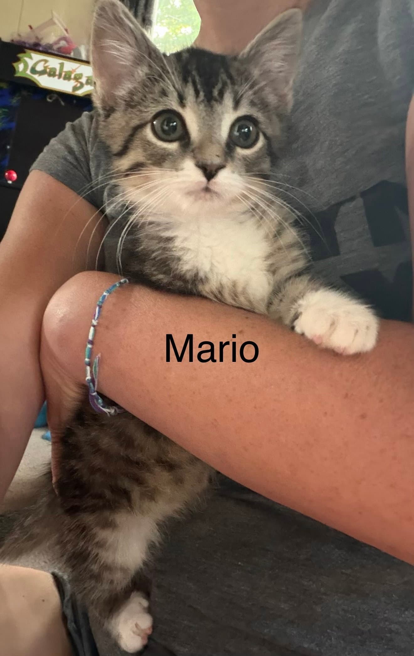 Mario Kitten - Domestic Short Hair