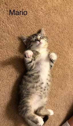 Mario Kitten image 2