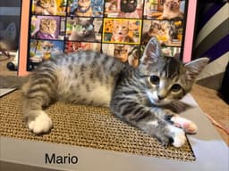 Mario Kitten image 3