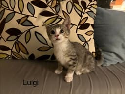 Luigi Kitten image 1