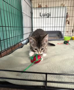 Luigi Kitten image 2