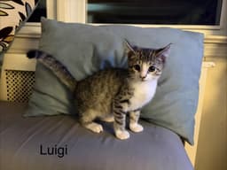 Luigi Kitten image 3