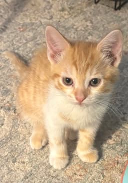 Fanny Kitten image 1