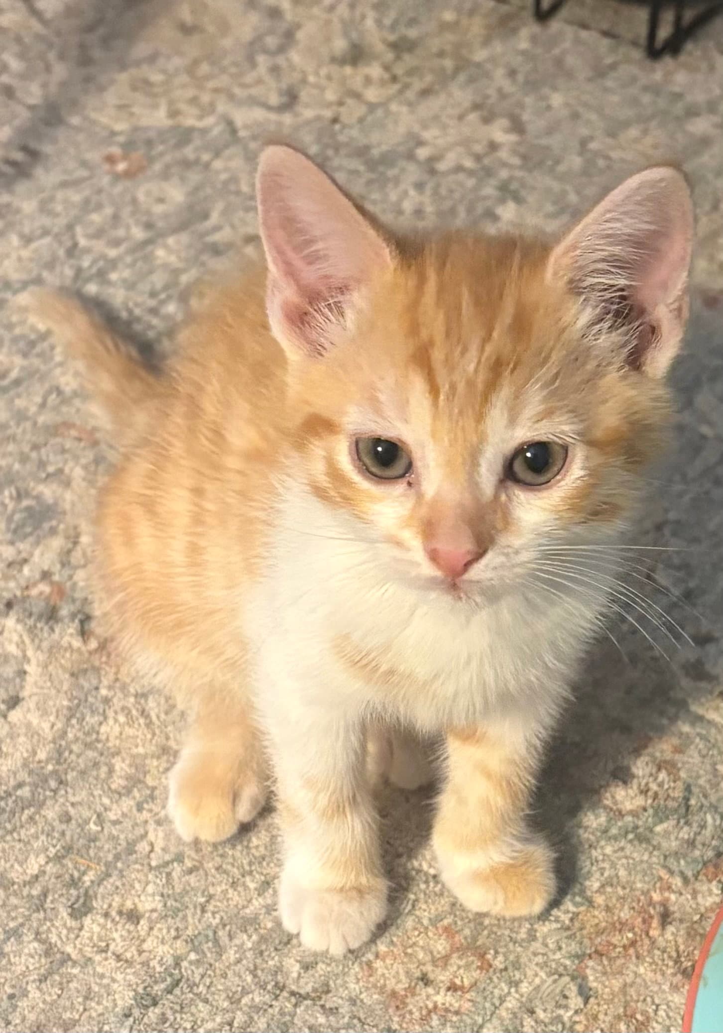 Fanny Kitten - Domestic Short Hair