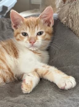 Fanny Kitten image 2