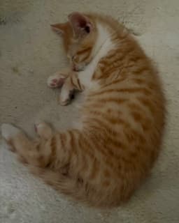 Fanny Kitten image 3