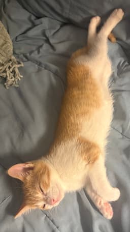 Fanny Kitten image 4