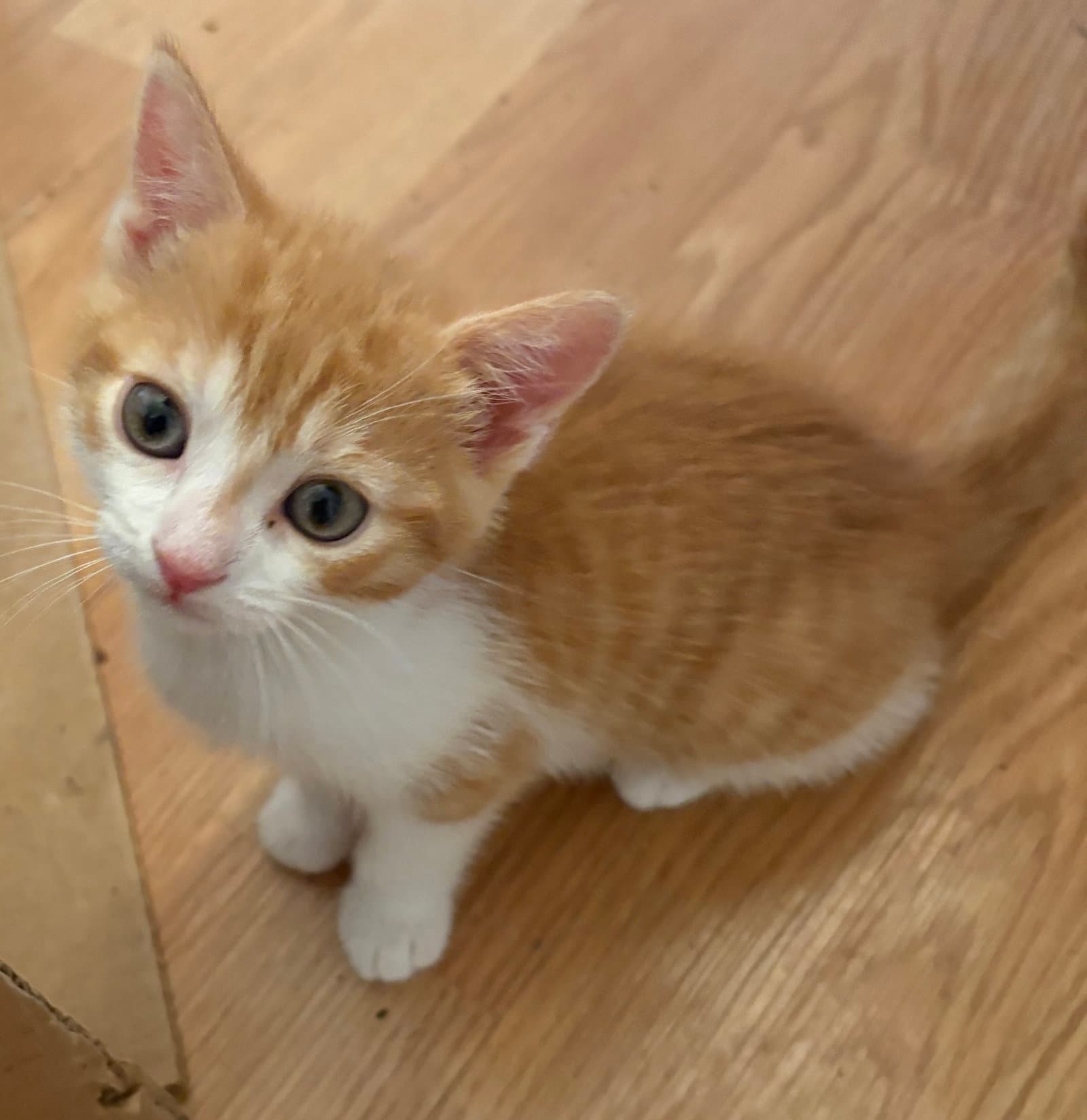 Creamsicle Kitten - Domestic Short Hair