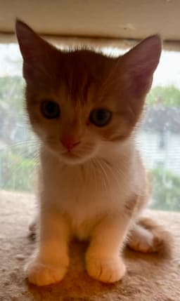 Creamsicle Kitten image 2