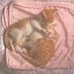 Creamsicle Kitten image 3