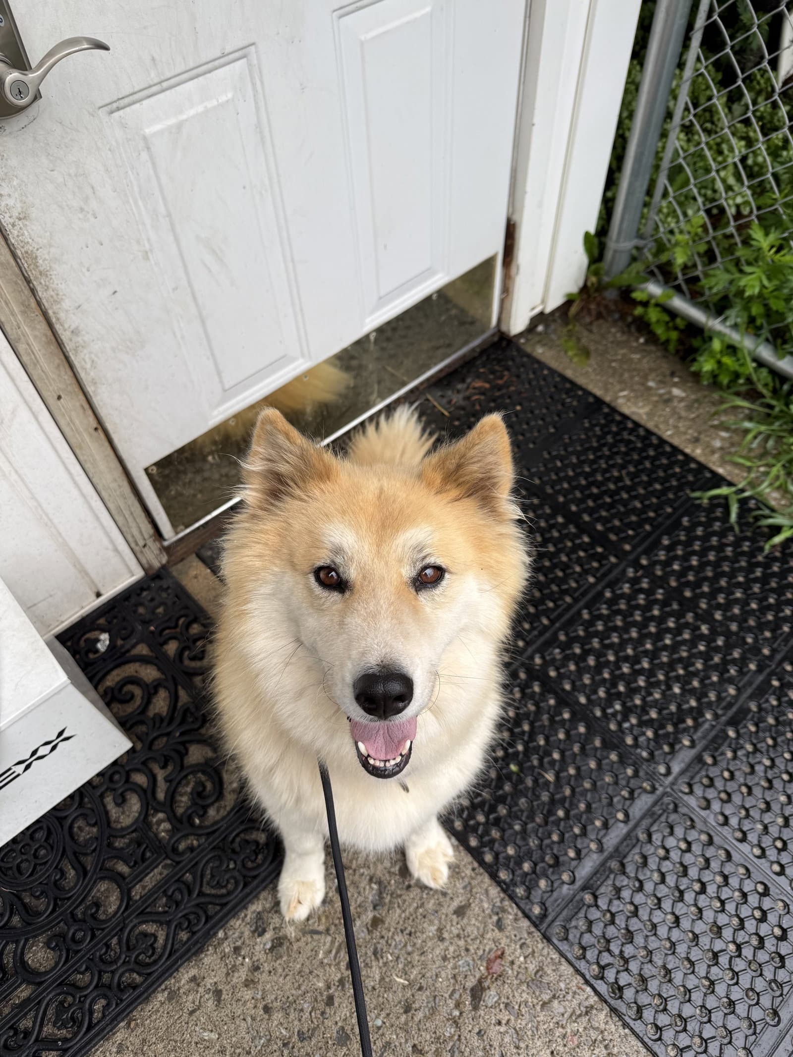 Helena Albania - Husky