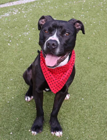 Ringo Athens - Pit Bull Terrier